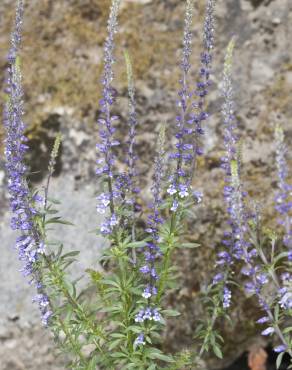 Fotografia 7 da espécie Anarrhinum bellidifolium no Jardim Botânico UTAD