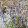 Fotografia 7 da espécie Anarrhinum bellidifolium do Jardim Botânico UTAD