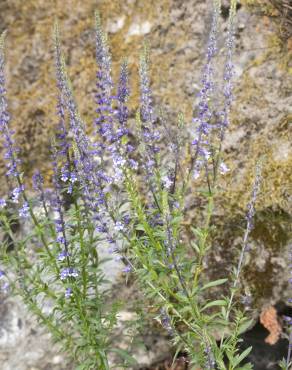 Fotografia 8 da espécie Anarrhinum bellidifolium no Jardim Botânico UTAD