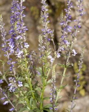 Fotografia 9 da espécie Anarrhinum bellidifolium no Jardim Botânico UTAD