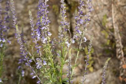 Fotografia da espécie Anarrhinum bellidifolium