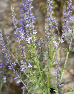 Fotografia 10 da espécie Anarrhinum bellidifolium no Jardim Botânico UTAD