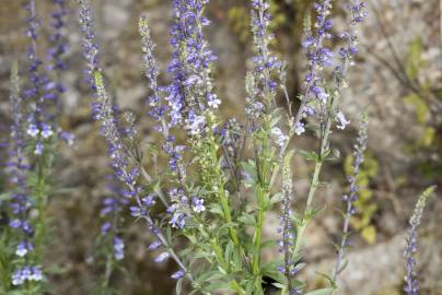 Fotografia da espécie Anarrhinum bellidifolium