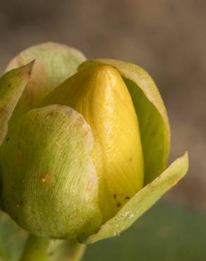 Fotografia 4 da espécie Hypericum calycinum no Jardim Botânico UTAD
