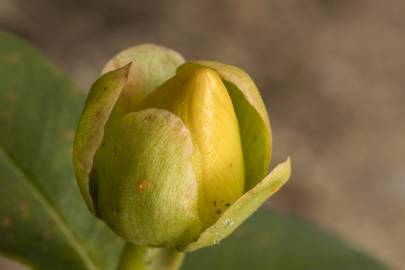 Fotografia da espécie Hypericum calycinum