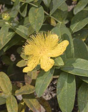 Fotografia 5 da espécie Hypericum calycinum no Jardim Botânico UTAD