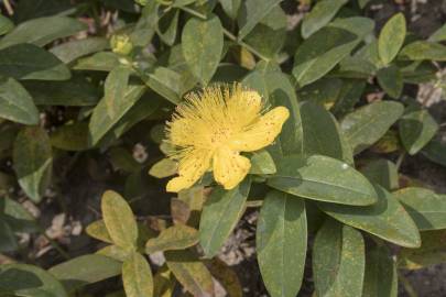 Fotografia da espécie Hypericum calycinum