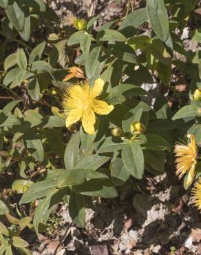 Fotografia 6 da espécie Hypericum calycinum no Jardim Botânico UTAD