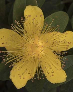 Fotografia 7 da espécie Hypericum calycinum no Jardim Botânico UTAD