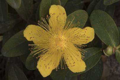 Fotografia da espécie Hypericum calycinum