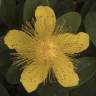 Fotografia 7 da espécie Hypericum calycinum do Jardim Botânico UTAD