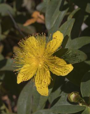 Fotografia 8 da espécie Hypericum calycinum no Jardim Botânico UTAD