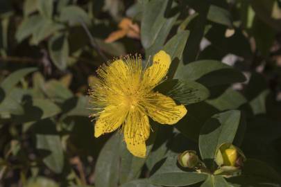 Fotografia da espécie Hypericum calycinum