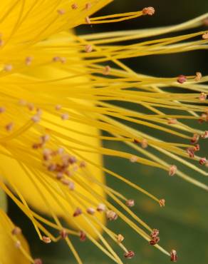 Fotografia 9 da espécie Hypericum calycinum no Jardim Botânico UTAD