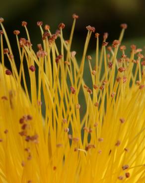 Fotografia 10 da espécie Hypericum calycinum no Jardim Botânico UTAD