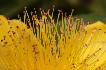 Fotografia da espécie Hypericum calycinum