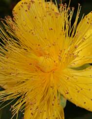 Hypericum calycinum