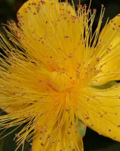 Fotografia de capa Hypericum calycinum - do Jardim Botânico