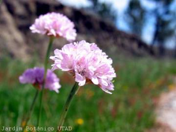 Fotografia da espécie Armeria beirana