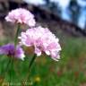 Fotografia 3 da espécie Armeria beirana do Jardim Botânico UTAD