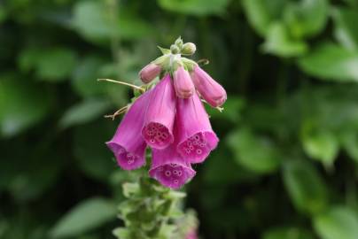 Fotografia da espécie Digitalis purpurea subesp. purpurea