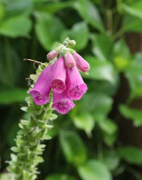 Fotografia 3 da espécie Digitalis purpurea subesp. purpurea no Jardim Botânico UTAD