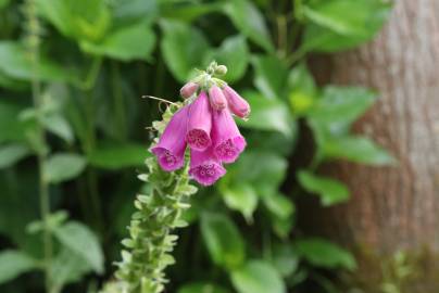 Fotografia da espécie Digitalis purpurea subesp. purpurea