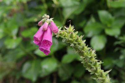 Fotografia da espécie Digitalis purpurea subesp. purpurea