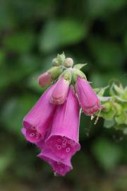 Fotografia da espécie Digitalis purpurea subesp. purpurea