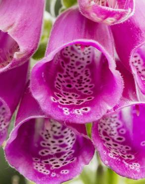 Fotografia 6 da espécie Digitalis purpurea subesp. purpurea no Jardim Botânico UTAD