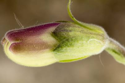 Fotografia da espécie Digitalis purpurea subesp. purpurea