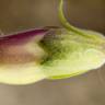 Fotografia 7 da espécie Digitalis purpurea subesp. purpurea do Jardim Botânico UTAD