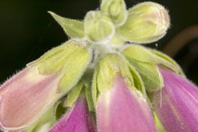 Fotografia da espécie Digitalis purpurea subesp. purpurea