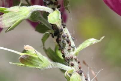 Fotografia da espécie Digitalis purpurea subesp. purpurea