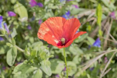 Fotografia da espécie Papaver rhoeas