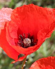 Fotografia da espécie Papaver rhoeas