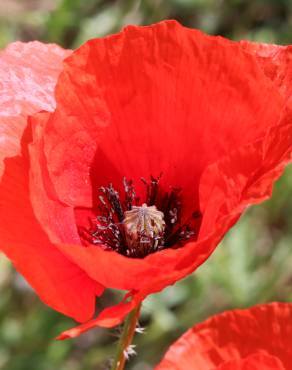 Fotografia 1 da espécie Papaver rhoeas no Jardim Botânico UTAD