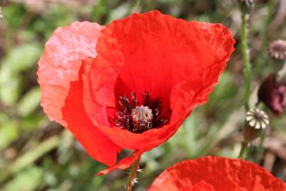 Fotografia da espécie Papaver rhoeas