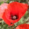 Fotografia 1 da espécie Papaver rhoeas do Jardim Botânico UTAD