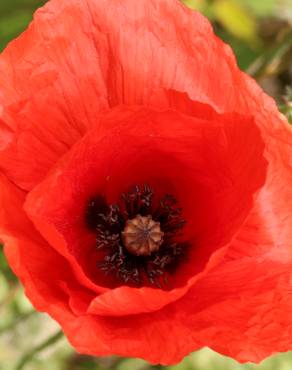 Fotografia 7 da espécie Papaver rhoeas no Jardim Botânico UTAD