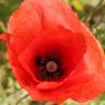 Fotografia 7 da espécie Papaver rhoeas do Jardim Botânico UTAD