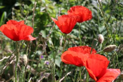 Fotografia da espécie Papaver rhoeas