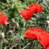 Fotografia 8 da espécie Papaver rhoeas do Jardim Botânico UTAD