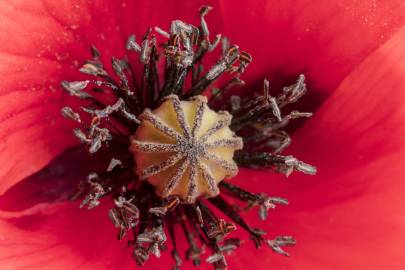 Fotografia da espécie Papaver rhoeas