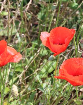 Fotografia 10 da espécie Papaver rhoeas no Jardim Botânico UTAD