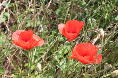 Fotografia da espécie Papaver rhoeas