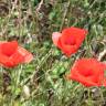 Fotografia 10 da espécie Papaver rhoeas do Jardim Botânico UTAD