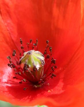 Fotografia 11 da espécie Papaver rhoeas no Jardim Botânico UTAD