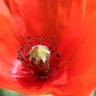 Fotografia 11 da espécie Papaver rhoeas do Jardim Botânico UTAD