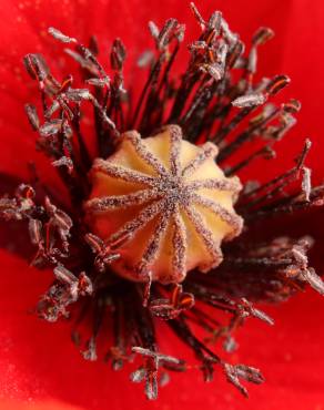 Fotografia 12 da espécie Papaver rhoeas no Jardim Botânico UTAD